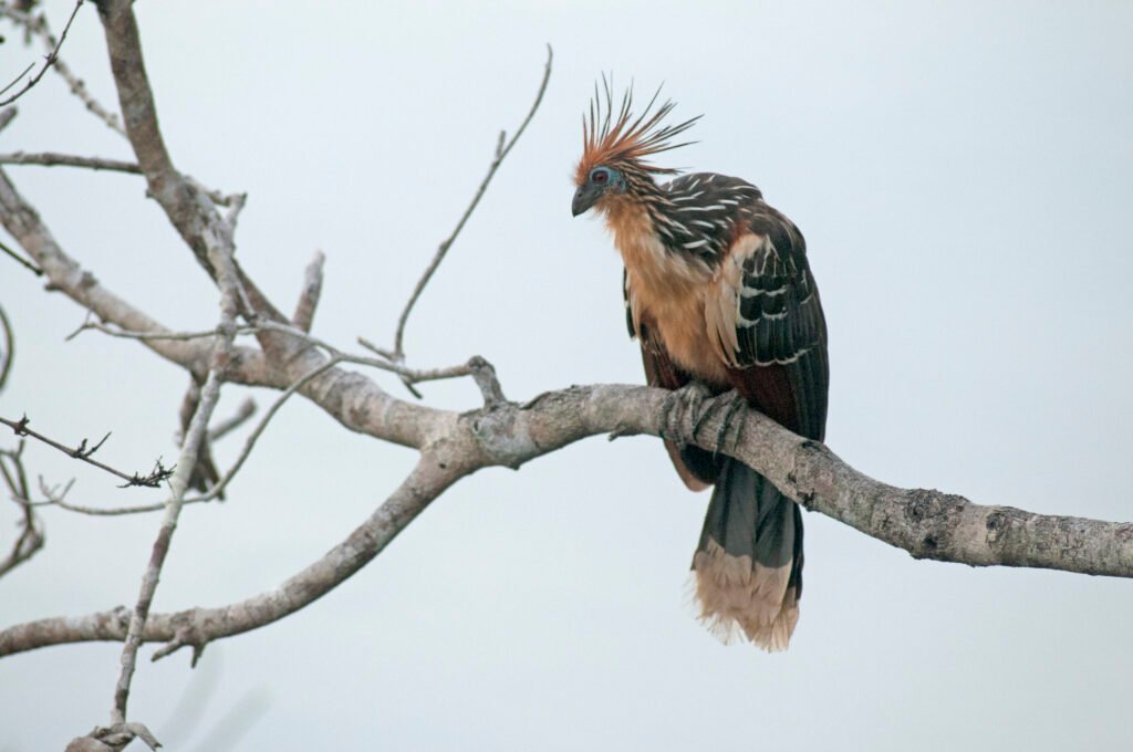 Random Animal Facts, bird fact, Hoatzin bird fact