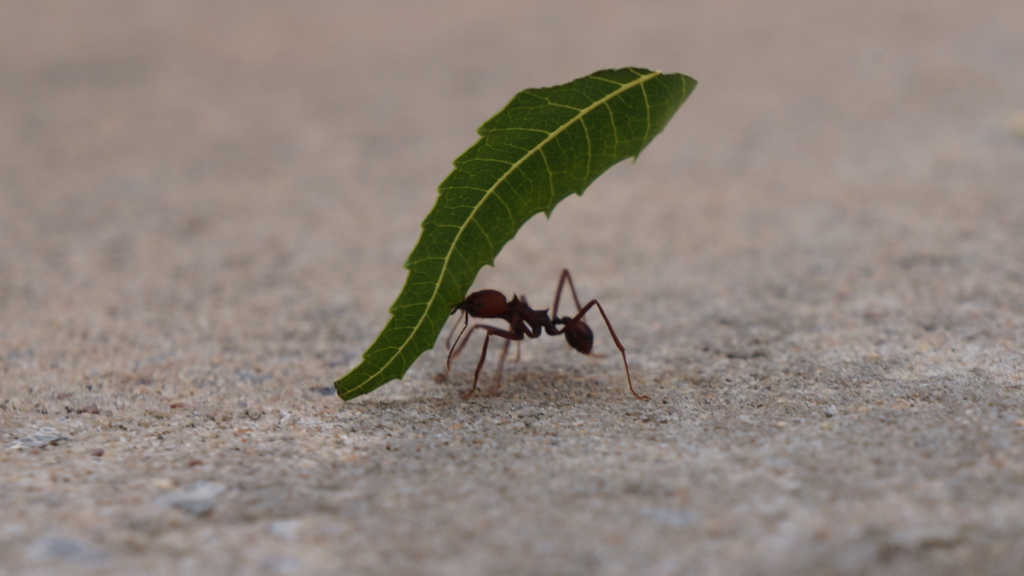 random animal facts, Incredible Insect and Arachnid Facts, Ants fact