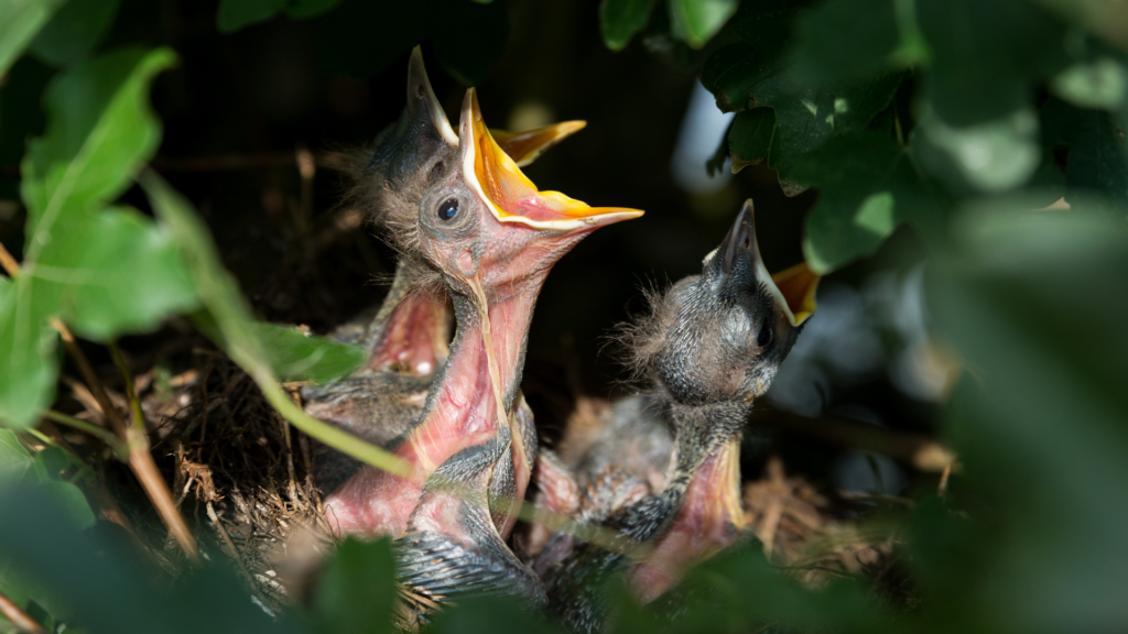 Random Animal Facts, Baby Bird fact, Animal Facts: Myth vs. Reality