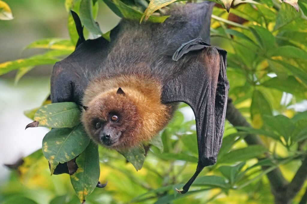 Mind-Blowing Random Animal Facts, Mammal Facts, Bats animal fact