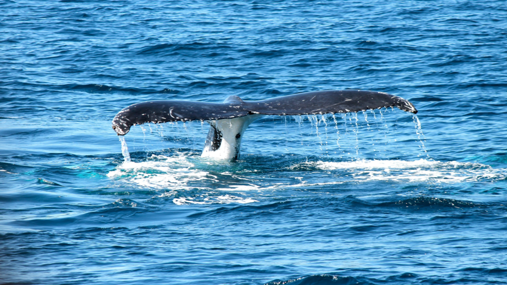 Random Animal Facts, Ocean and Marine Life Facts, Blue Whales fact