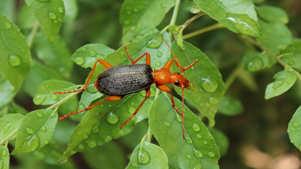Random Animal Facts You Didn’t Know, Bombardier Beetle fact, Insect and Arachnid Facts