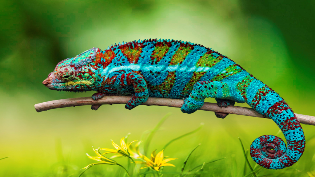 Mind-Blowing Random Animal Facts, Astonishing Reptile and Amphibian Facts, Chameleon fact