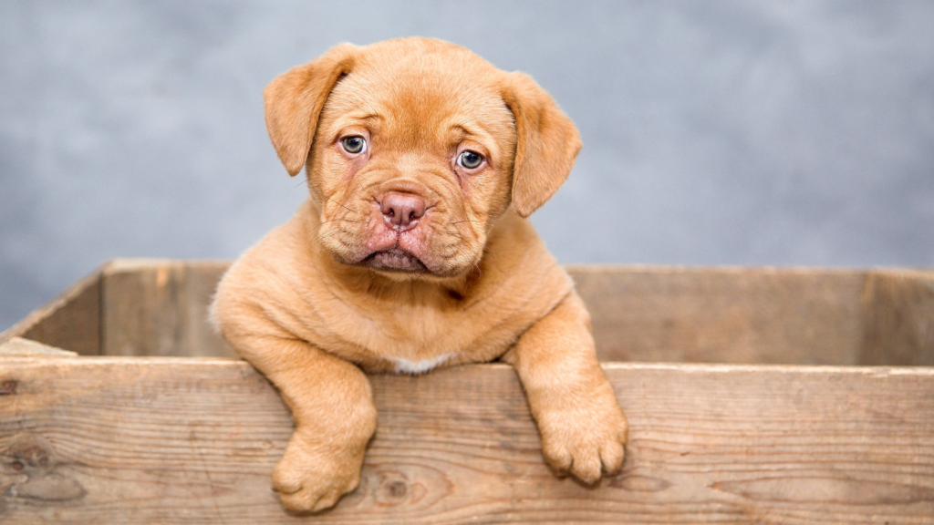 Random Animal Facts, Dogs fact, Animal Facts: Myth vs. Reality