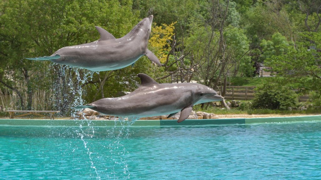 Random Animal Facts, Dolphins fact, Ocean and Marine Life Facts