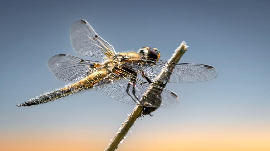 Random Animal Facts You Didn’t Know, Insect and Arachnid Facts, Dragonflies fact