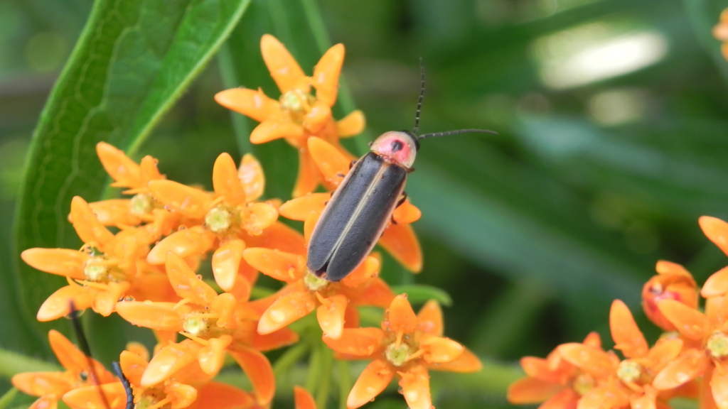 Random Animal Facts, Firefly fact, Insect and Arachnid Facts