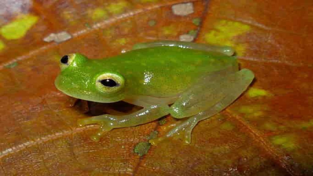 Random Animal Facts, Astonishing Reptile and Amphibian Facts, glass frog fact