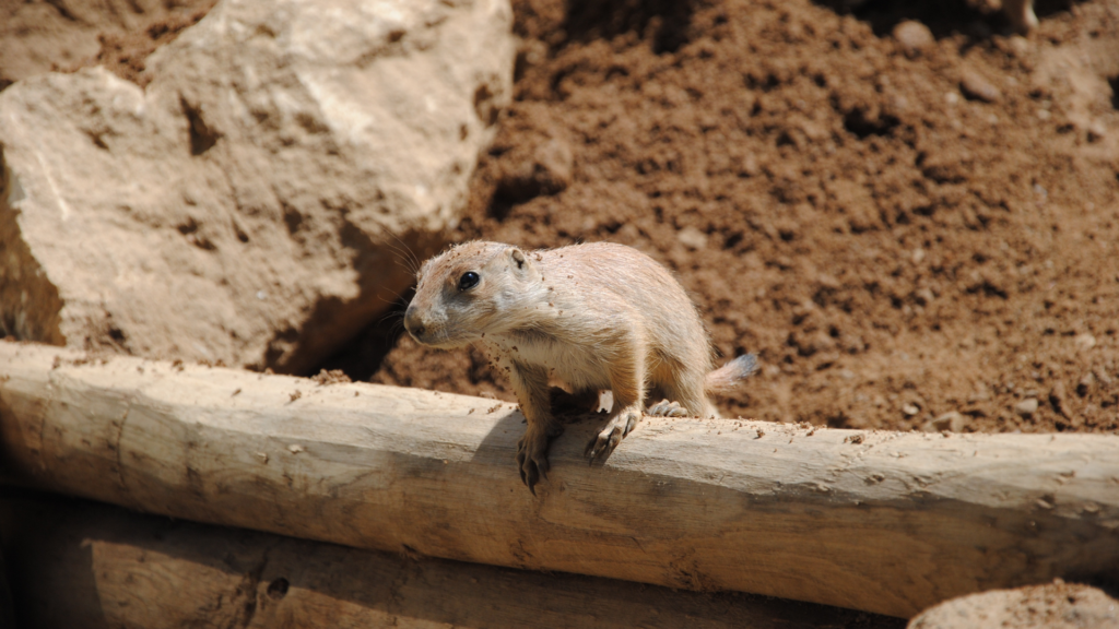 Random Animal Facts, Lemmings fact, Animal Facts: Myth vs. Reality