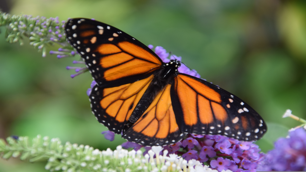 Monarch Butterflies, Monarch Butterflies facts