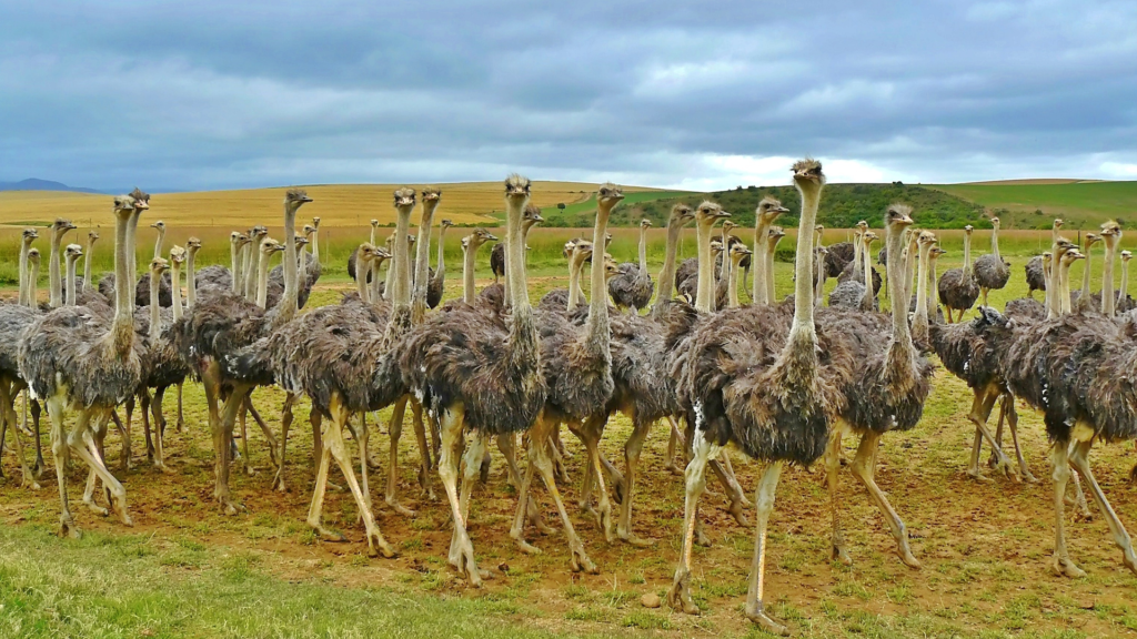 Random Animal Facts, Ostriches fact, Animal Facts: Myth vs. Reality