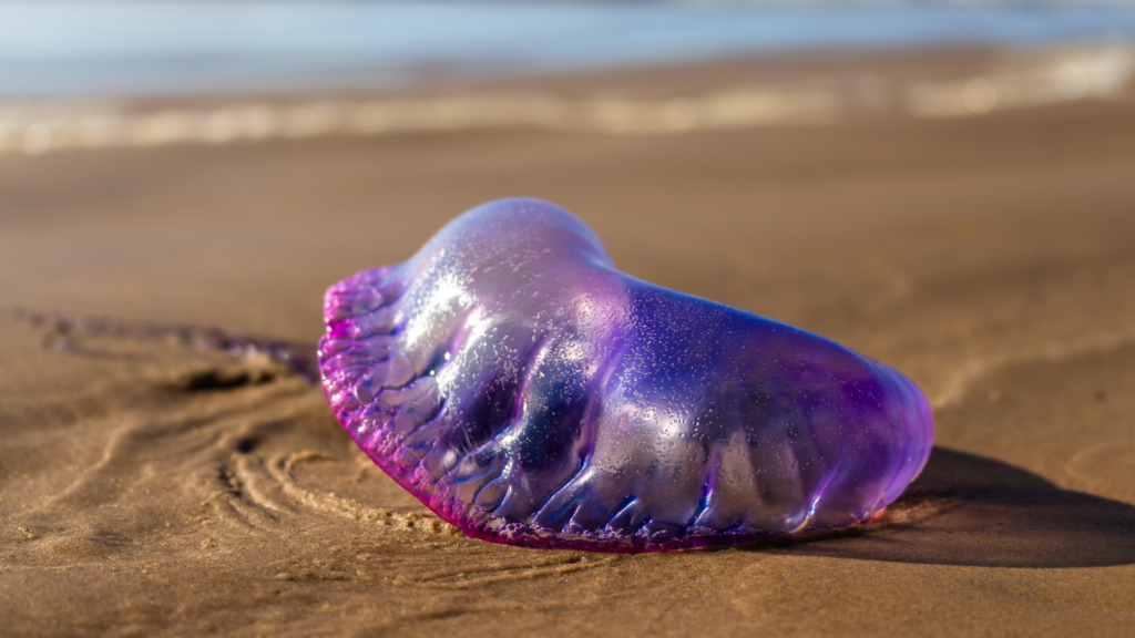 Portuguese Man O' War fact,