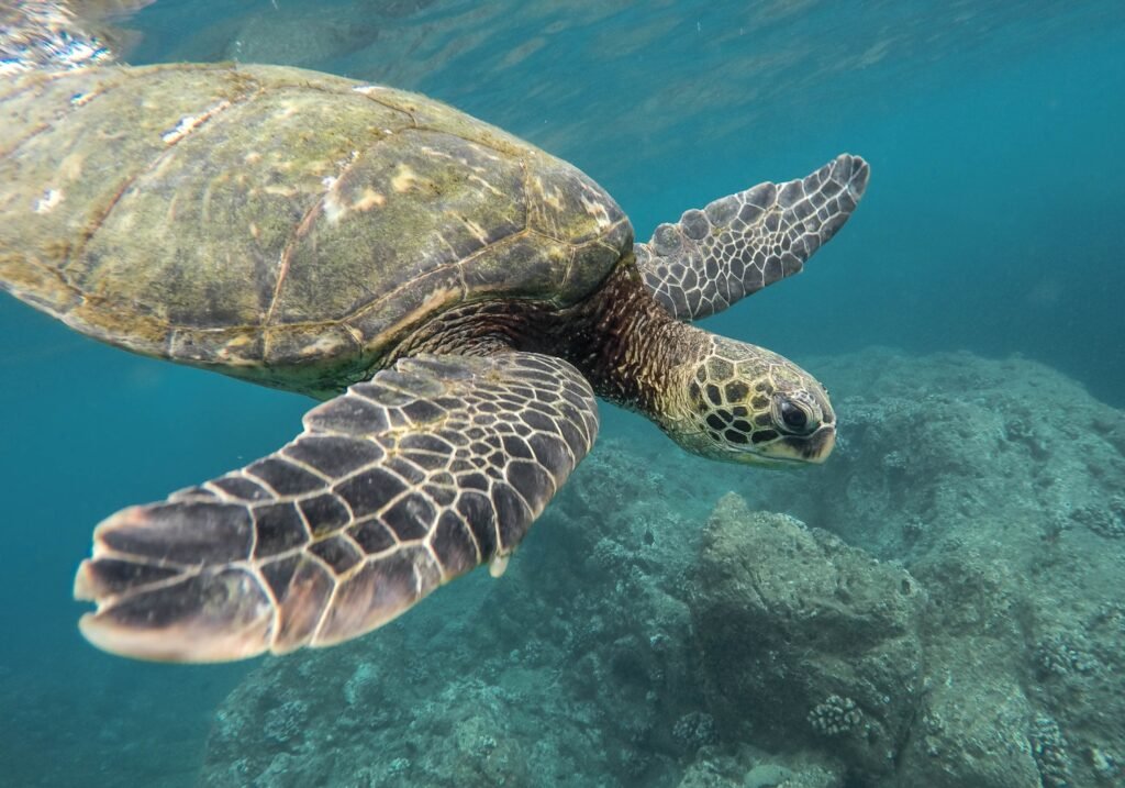 Mind-Blowing Random Animal Facts, Astonishing Reptile and Amphibian Facts, Sea Turtle Fact