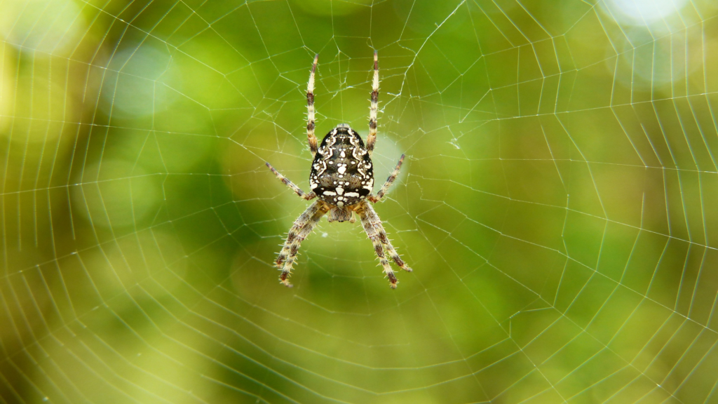 Random Animal Facts , Insect and Arachnid Facts, Spider fact