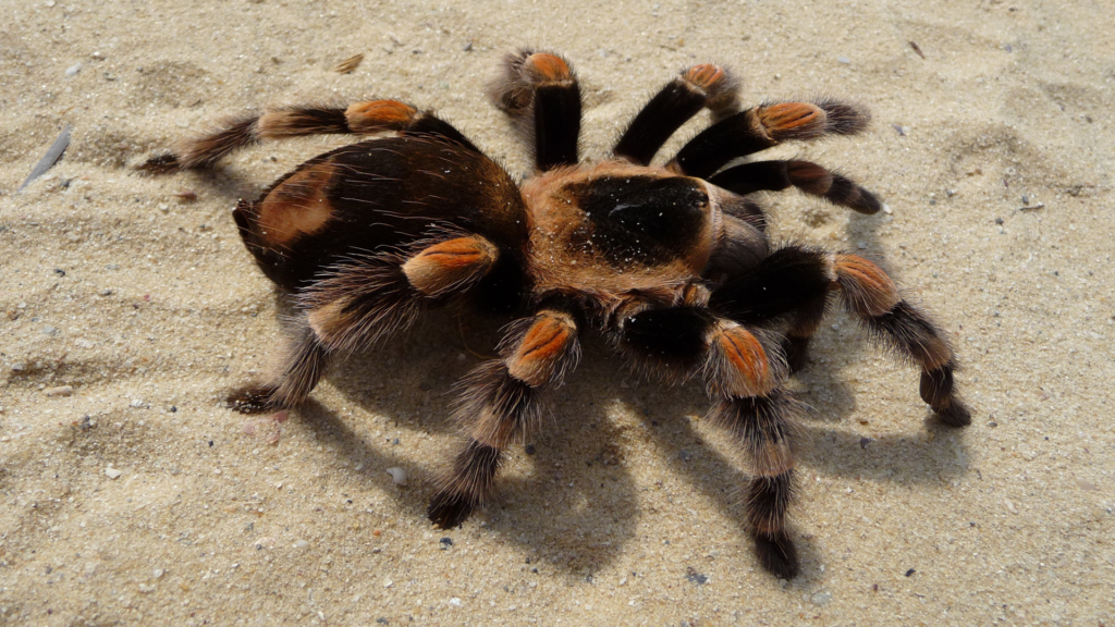 Random Animal Facts, Tarantulas fact, Insect and Arachnid Facts