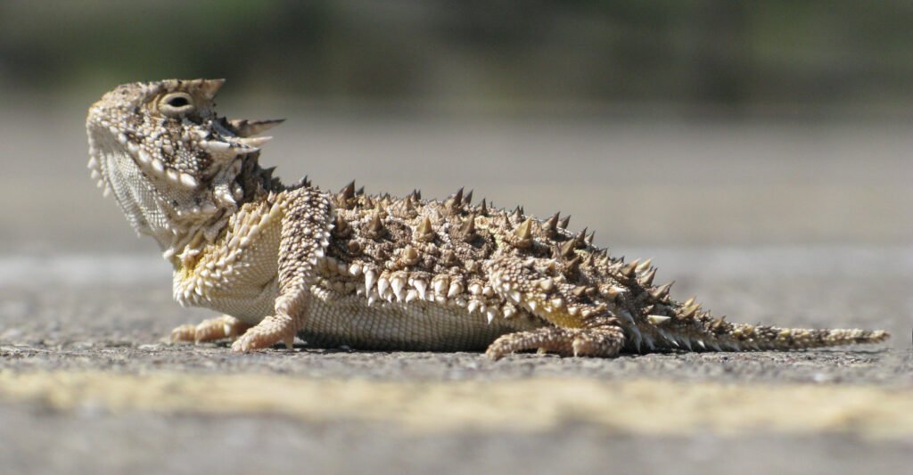Mind-Blowing Random Animal Facts, Reptile and Amphibian Facts, The Horned Lizard fact