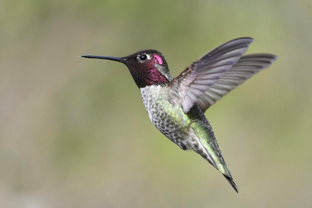 Mind-Blowing Random Animal Facts, Birds fact. hummingbird fact