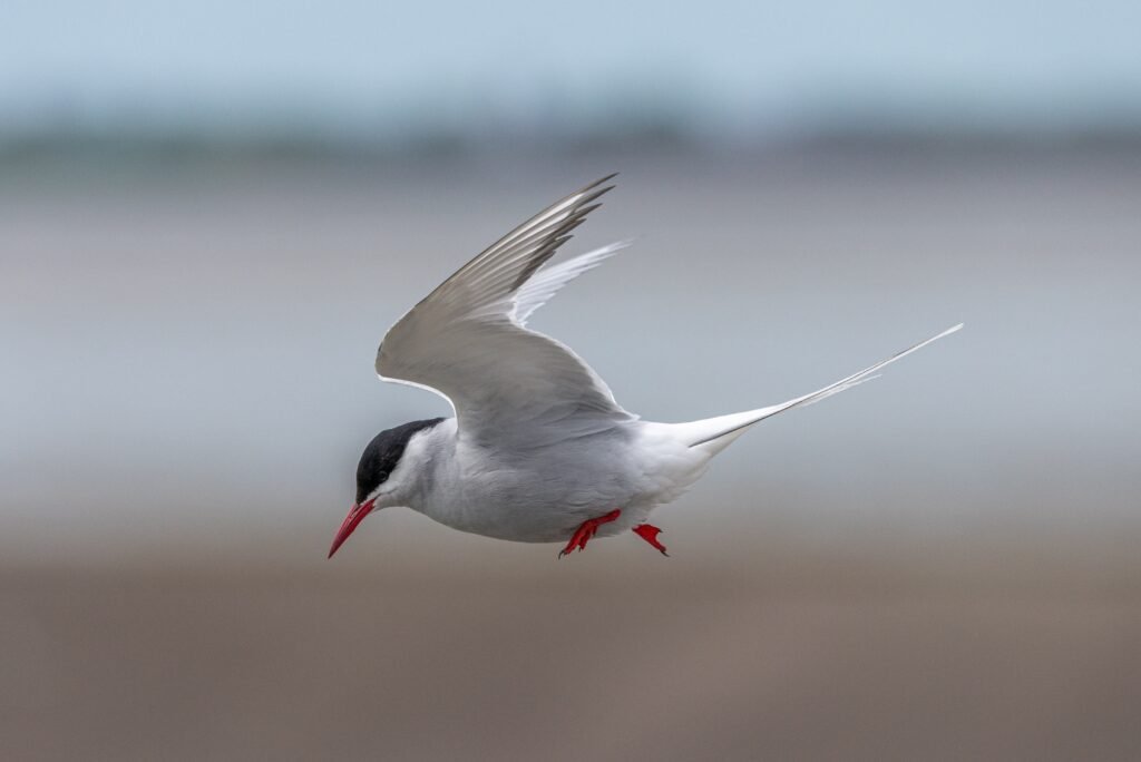 Mind-Blowing Random Animal Facts, arctic tern fact, bird fact