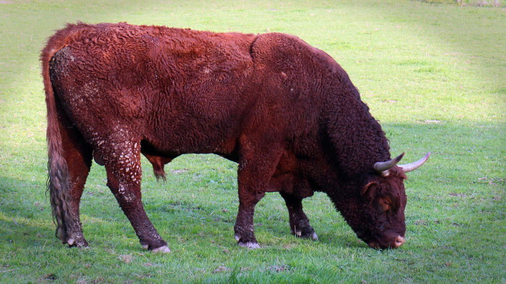 Random Animal Facts, Bulls fact, Animal Facts: Myth vs. Reality