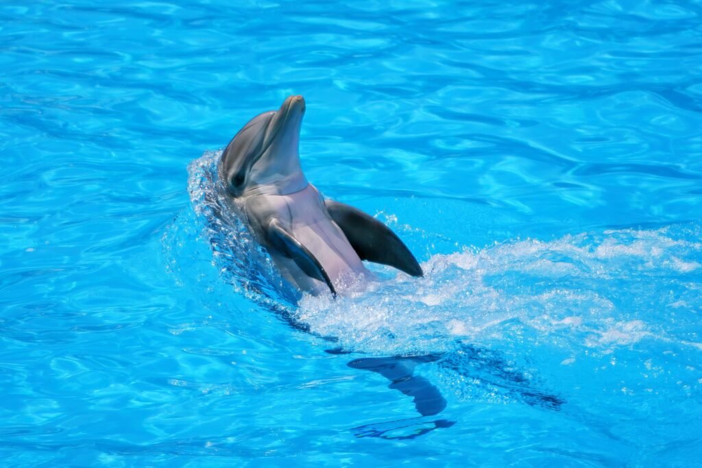 Mind-Blowing Random Animal Facts, Mammal Facts, dolphin fact