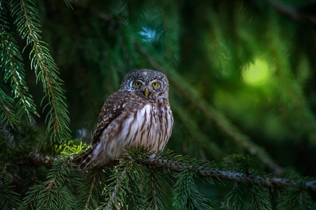 Mind-Blowing Random Animal Facts, owl fact, bird facts