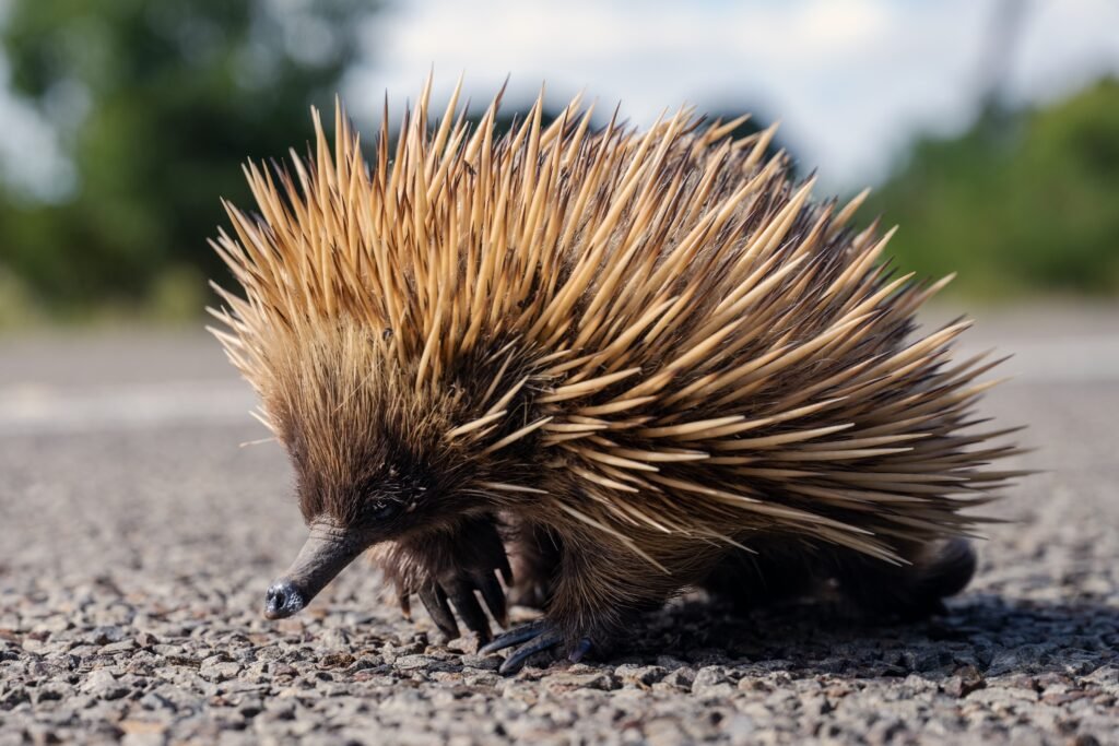 Mind-Blowing Random Animal Facts, Mammal Facts, Echidna fact