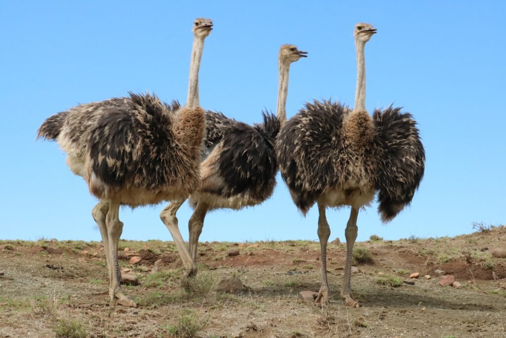 Random Animal Facts, Birds fact, ostrich fact