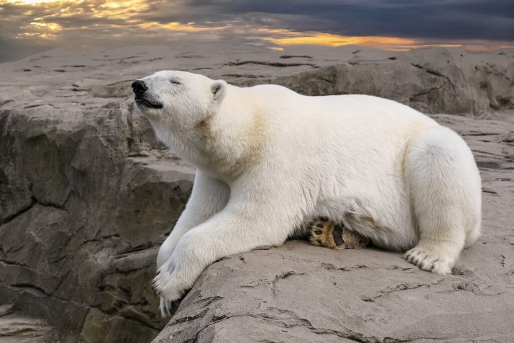 Mind-Blowing Random Animal Facts, facts about Polar Bears