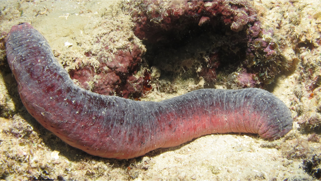 Ocean and Marine Life Facts, random animal fact, sea cucumber fact
