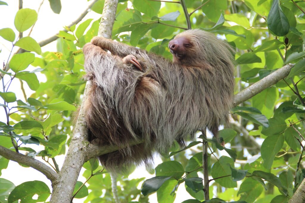 Random Animal Facts, sloths animal fact