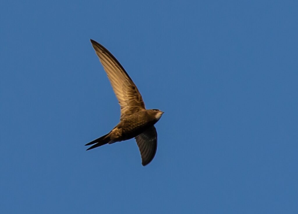random animal facts, facts, bird fact, swift fact