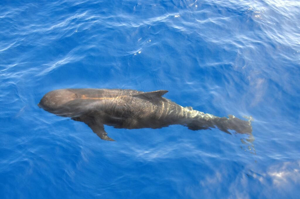Random Animal Facts, Surprising Mammal Facts, Blue Whale facts